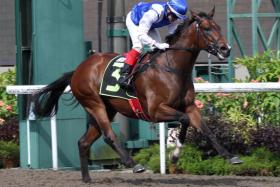 Ghalib (Manoel Nunes) cruising home in the Kranji Stakes A race over 1,100m on April 13. The Steven Burridge-trained galloper caught the eye with a nice piece of work on June 12.


