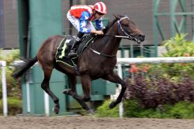 Bernardo Pinheiro steering Big Union to an easy victory in a Restricted Maiden 1,100m race on the Polytrack on June 9. The Jerome Tan-trained son of Zoustar showed up well on the training track on June 18, pointing to his chances in the competitive Class 4 1,200m Poly race on June 22.