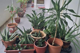 The Yangs' potted plants on the left (tied with red string) and Ms Angela's on the right. 