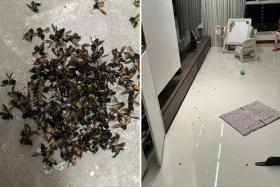 Punggol resident Mr Lin swept hundreds of dead bees into a pile after they were killed.