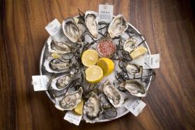 Dive into a world of fresh and delicious oysters.