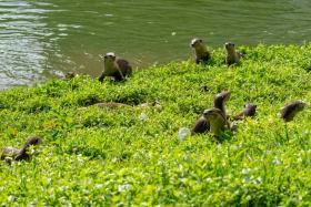 Otter watches observed the Zouk family focusing intently on a motionless figure in the grass along the Kallang River in Potong Pasir.