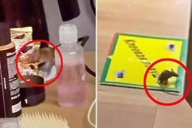 The hotel provided a mouse trap for Mr Yan and his friend to catch the rodents themselves.
