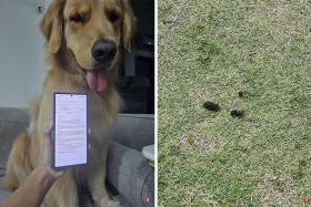 Residents received a notice from the management informing them of the ban, citing damage to the lawn and inconvenience caused to other residents by dog waste.