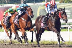 Big Union (Bernardo Pinheiro) completing his hat-trick in a Class 3 1,100m race on the Polytrack on Sept 1. The Jerome Tan-trained galloper will be up against stiff opposition in the Class 1 1,400m turf event on Sept 21.
