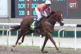 Elliot Ness (Vlad Duric) at his record-breaking win over the Polytrack 1,100m distance in a Restricted Maiden race at Kranji on April 24, 2021.
