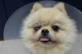 The dog&#039;s right eye had suffered significant damage.