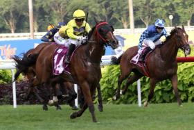 The last 50m of Singapore's last race unfolding into a finish for the ages with Smart Star (Muzi Yeni) gathering momentum on the outside to outstay his 15 rivals in the Group 1 Grand Singapore Gold Cup (2,000m) on Oct 5.