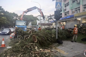 The four-storey-tall fallen tree being cleared away.