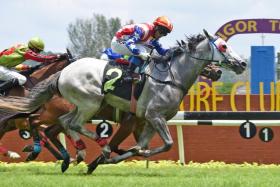 The Johnny Lim Boon Thong-trained Big China (Nuqman Rozi) steaming home to take a Class 5 1,200m race in Kuala Lumpur on March 10. The grey, who also won over the 1,700m on Oct 12, is maintaining his form and bears watching when he steps out in a mile event on Oct 26.