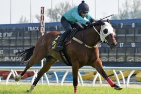 Gamestonks (Clyde Leck) looking in fine fettle at the barrier trials in Kuala Lumpur on Oct 22 as he clears out for an easy win in the first heat.

