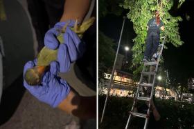 A man who didn&#039;t seem to be a bird enthusiast allegedly scooped up the grounded fledgling and attempted to make off with it.