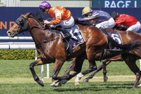 The Anthony Cummings-trained El Castello will head into the Group 1 Spring Champion Stakes (2,000m) at Randwick on Oct 26, off the back of three wins in a row.
