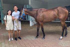 Newly relocated trainer David Kok and wife Irene checking in on Pacific Beauty, one of 12 horses stabled at their Sungai Besi barn, on Oct 24.
