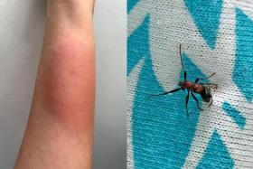 The bitten arm of Mr. Liu showing noticeable swelling and red patches (left) and the red-black ant that caused the bite (right).