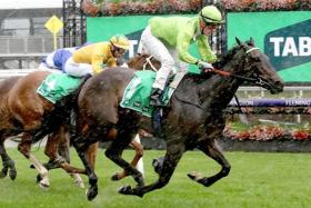 The Dan O&#039;Sullivan-trained Too Darn Discreet heads into the Group 1 Crown Oaks (2,500m) at Flemington on Nov 7 as one of the leading three-year-old fillies in the annual classic.
