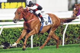 
Young Champion (James McDonald) scoring his first win at Sha Tin on Feb 25. He can win the Class 2 (1,600m) at the same track on Nov 24 with Karis Teetan aboard.
