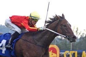 Jockey Winston Cheah steering the Ricky Choi-trained Revue to victory in the Class 3 over 1,300m race in Kuala Lumpur on Nov 24.