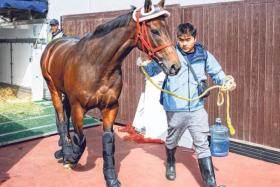 Romantic Warrior looking well after arriving in Dubai.
