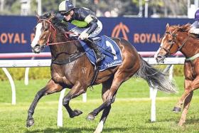 The promising mare In Flight will be in action on Dec 21, a BM94 (1,100m) event, in Australia&#039;s Race 8 at Randwick. 
