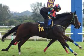 Faithful Leader (Ruzaini Supien), on the outside, just nosing out Moongate Light (Winston Cheah) in one of the six barrier trials at Sungai Besi on Dec 24.
