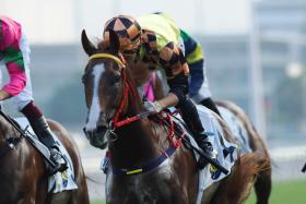 Magic Control looks set to take the HK$4.2 million The Bauhinia Sprint Trophy in Sha Tin on New Year&#039;s Day.