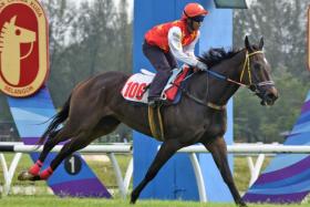 Apprentice Shazmin Sudin enjoying an armchair ride aboard Rich N Powerful at her barrier trial win at Sungai Besi on Jan 21.


