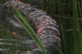 Several photos of the scene captured by Ms Elsa Xu show hundreds of bright-pink egg clusters speckled across the reservoir’s rocks and vegetation.