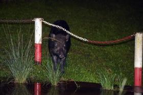 While Singapore does not have any pig farms, wild boars are native to its forests. 