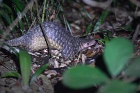 The sale of protected wildlife, such as the Sunda pangolin, without the written approval from the National Parks Board&#039;s director-general of wildlife management is prohibited.