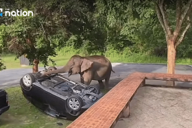 A wild elephant overturning a parked SUV at Khao Yai National Park in Nakhon Ratchasima.