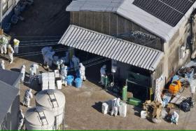 Officials in protective suits culling chickens on Nov 25 at a poultry farm in Kashima, Saga prefecture, where a highly pathogenic bird flu virus was detected.