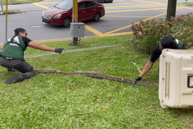 Two NParks officers holding down the python on a patch of grass.