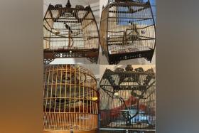 Birds, cages and cash amounting to about $7,200 were allegedly stolen from the premises.