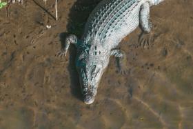 It is unclear how many crocodiles broke free, but at least 23 have been caught so far.