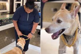Ms Sarita Saldanha spent more than 250,000 Indian rupees (S$4,000) to buy a thick gold chain for her dog Tiger.