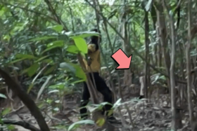 The encounter reportedly happened near the Felda Nitar 2 palm oil plantation in Johor’s Mersing district.