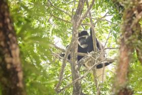 The monkey is known for its distinctive U-shaped mantle of long white fur that descends from its shoulders and around its back.