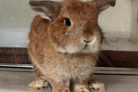 A rabbit that had been given medication suspected to be counterfeit. 