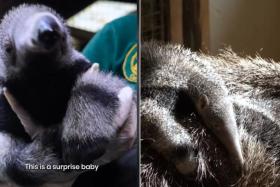 The anteater baby is playful, says the keeper, adding it has mostly been following its mother, often clinging to her.