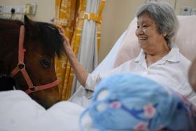 Mrs Alice Lim, 88, petting a horse called Friday during its visit to the Villa Francis Home for the Aged in November.