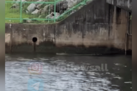 The crocodile was spotted swimming along and close to the edge of a canal near Yishun Dam. 