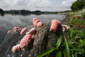 Golden apple snail eggs at Lower Seletar Reservoir on Oct 7. The eggs have been removed by PUB.